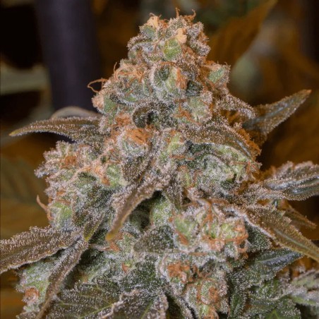 Semilla de cannabis feminizada de primera calidad con predominancia Indica