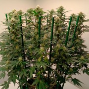 Semilla de cannabis feminizada de primera calidad con predominancia Indica