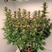 Semilla de cannabis feminizada de primera calidad con predominancia Indica