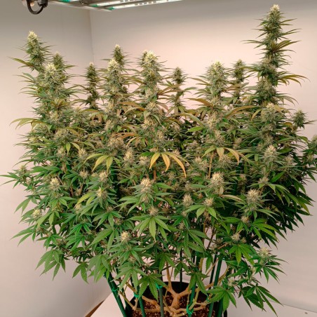 Semilla de cannabis feminizada de primera calidad con predominancia Indica