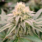 Semilla de cannabis feminizada de primera calidad con predominancia Indica