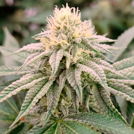 Semilla de cannabis feminizada de primera calidad con predominancia Indica