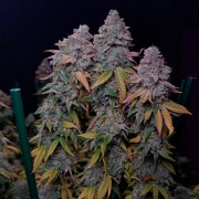 Semilla de cannabis feminizada de primera calidad con predominancia Indica