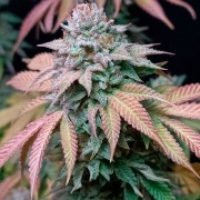 Semilla de cannabis feminizada de primera calidad con predominancia Indica