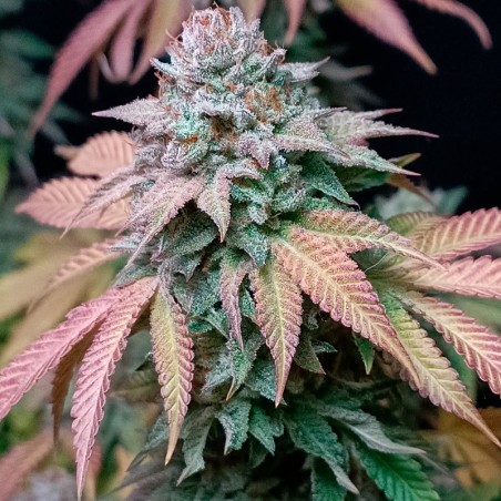 Semilla de cannabis feminizada de primera calidad con predominancia Indica