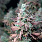 Semilla de cannabis feminizada de primera calidad con predominancia Indica