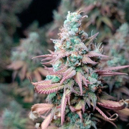 Semilla de cannabis feminizada de primera calidad con predominancia Indica
