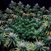 Semilla de cannabis feminizada de primera calidad con predominancia Indica