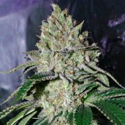 Semilla de cannabis feminizada de primera calidad con predominancia Indica
