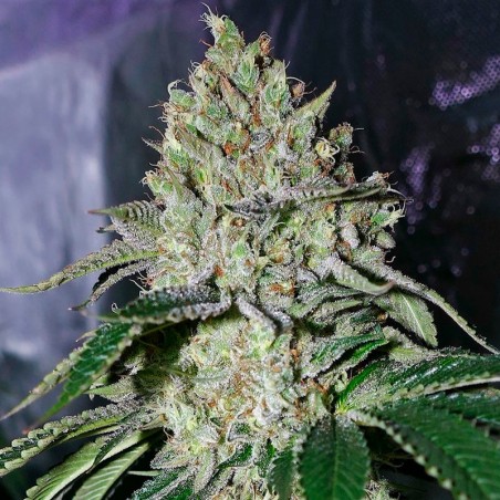 Semilla de cannabis feminizada de primera calidad con predominancia Indica