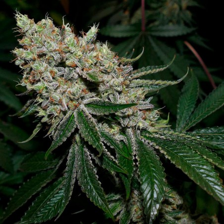 Semilla de cannabis feminizada de primera calidad con predominancia Indica