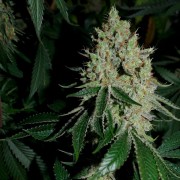 Semilla de cannabis feminizada de primera calidad con predominancia Indica