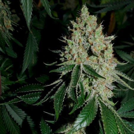 Semilla de cannabis feminizada de primera calidad con predominancia Indica