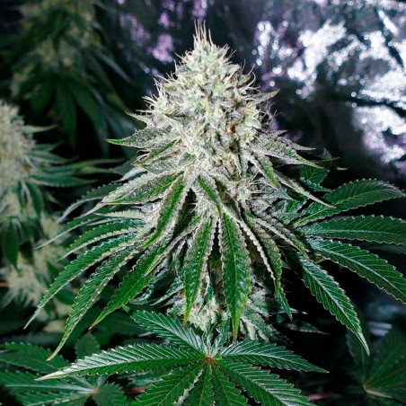 Semilla de cannabis feminizada de primera calidad con predominancia Indica