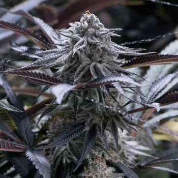 Semilla de cannabis feminizada de primera calidad con predominancia Indica