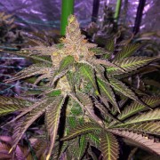 Semilla de cannabis feminizada de primera calidad con predominancia Indica