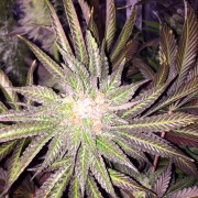 Semilla de cannabis feminizada de primera calidad con predominancia Indica