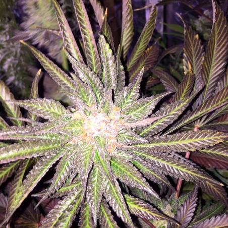 Semilla de cannabis feminizada de primera calidad con predominancia Indica