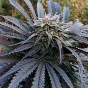 Semilla de cannabis feminizada de primera calidad con predominancia Indica