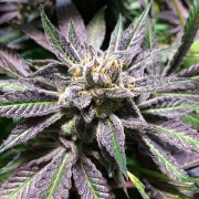 Semilla de cannabis feminizada de primera calidad con predominancia Indica