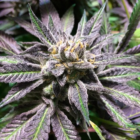 Semilla de cannabis feminizada de primera calidad con predominancia Indica