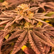 Semilla de cannabis feminizada de primera calidad con predominancia Indica
