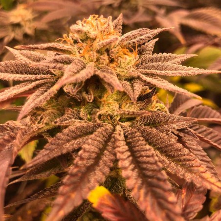 Semilla de cannabis feminizada de primera calidad con predominancia Indica