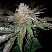 Semilla de cannabis feminizada de primera calidad con predominancia Indica