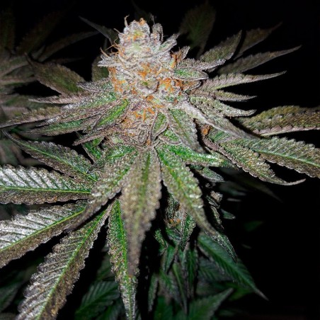 Semilla de cannabis feminizada de primera calidad con predominancia Indica