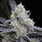 Semilla de cannabis feminizada de primera calidad con predominancia Indica