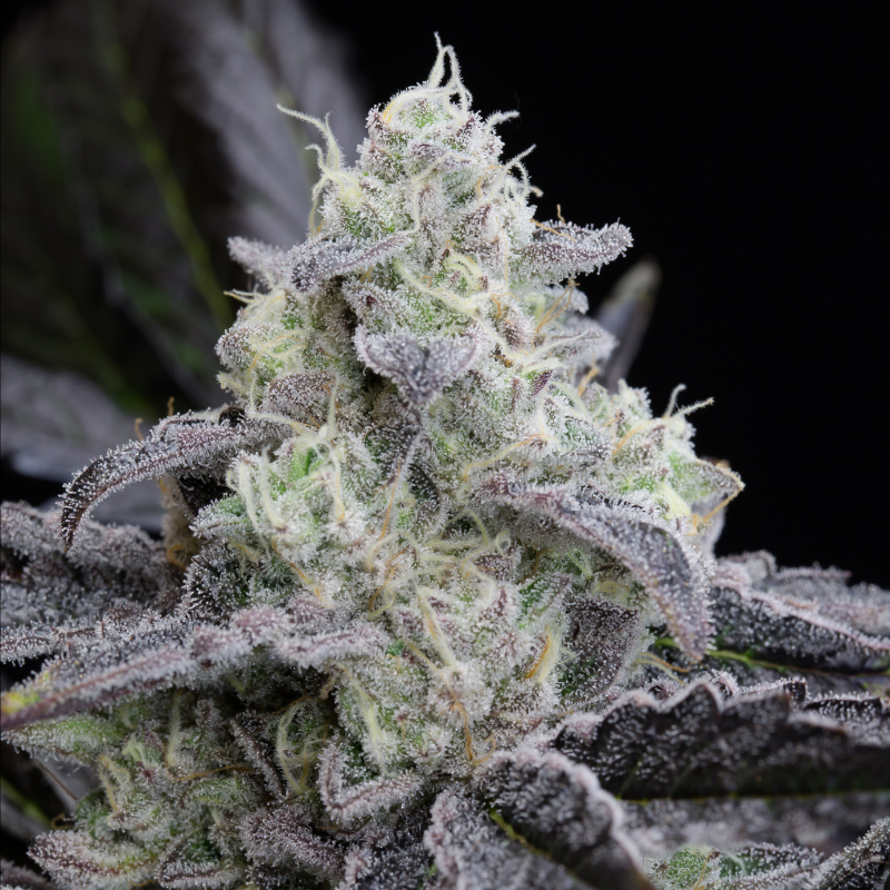 L.A Vanilla Cake - 10 semillas
