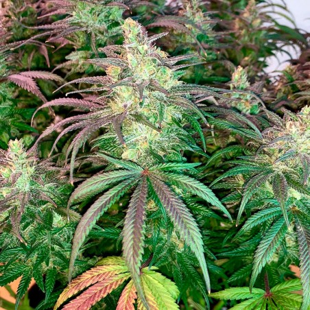 Semilla de cannabis feminizada de primera calidad con predominancia Indica