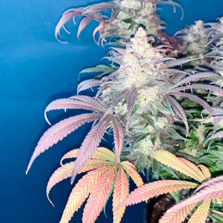 Semilla de cannabis feminizada de primera calidad con predominancia Indica