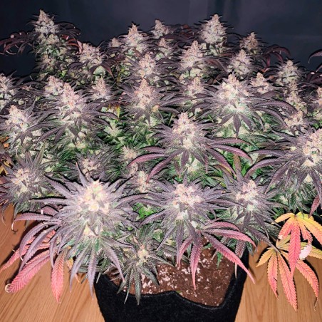 Semilla de cannabis feminizada de primera calidad con predominancia Indica