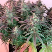 Semilla de cannabis feminizada de primera calidad con predominancia Indica