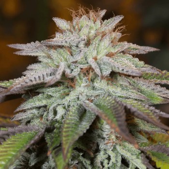 Semilla de cannabis autofloreciente feminizada de primera calidad con predominancia Indica