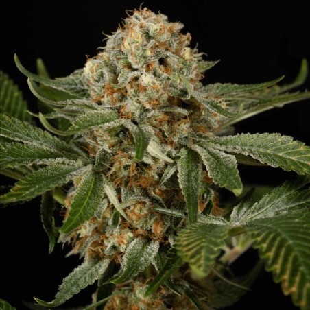 Semilla de cannabis OG Kush
