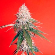 Semilla de cannabis OG Kush