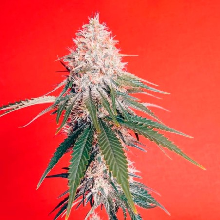 Semilla de cannabis OG Kush