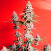 Semilla de cannabis OG Kush