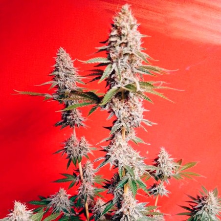 Semilla de cannabis OG Kush