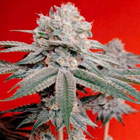 Semilla de cannabis OG Kush