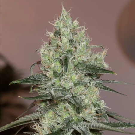 Semilla de cannabis feminizada de primera calidad con predominancia Sativa