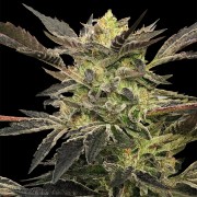 Semilla Pink Sunset Auto