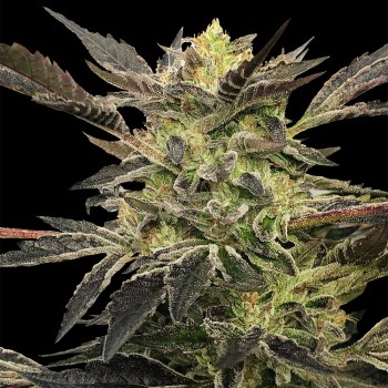 Semilla Pink Sunset Auto
