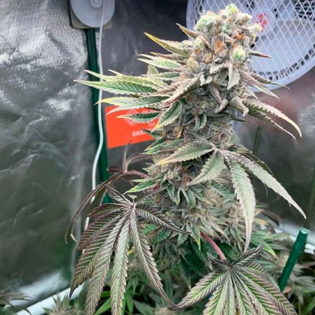 Semilla Pink Sunset Auto