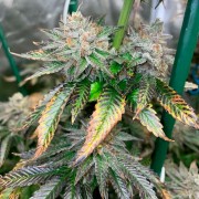 Semilla Pink Sunset Auto