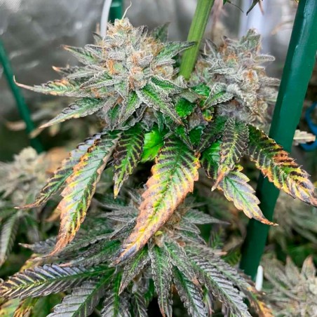 Semilla Pink Sunset Auto