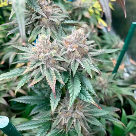 Semilla Pink Sunset Auto