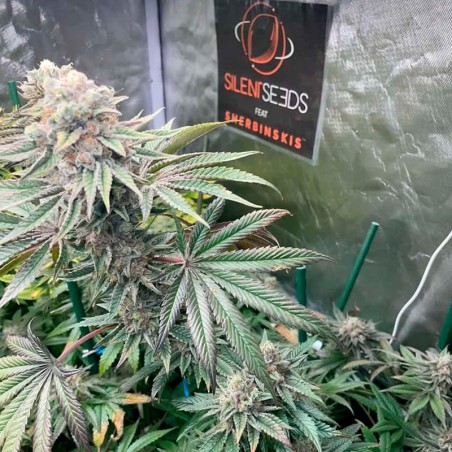 Semilla Pink Sunset Auto